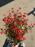 17" Mini Gyp Bush – Artificial Greenery with Red Blooms #626