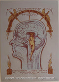 2007 Sleepytime Gorilla Museum Concert Poster by Malleus