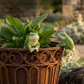 2PC GREEN FROG POT SITTERS