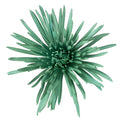 Aquamarine Airbrushed Spider Mum Flower