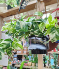 ARTISAN DESIGNED - HANGING PLANTER - WONDER GALACTIC - BLACK & WHITE