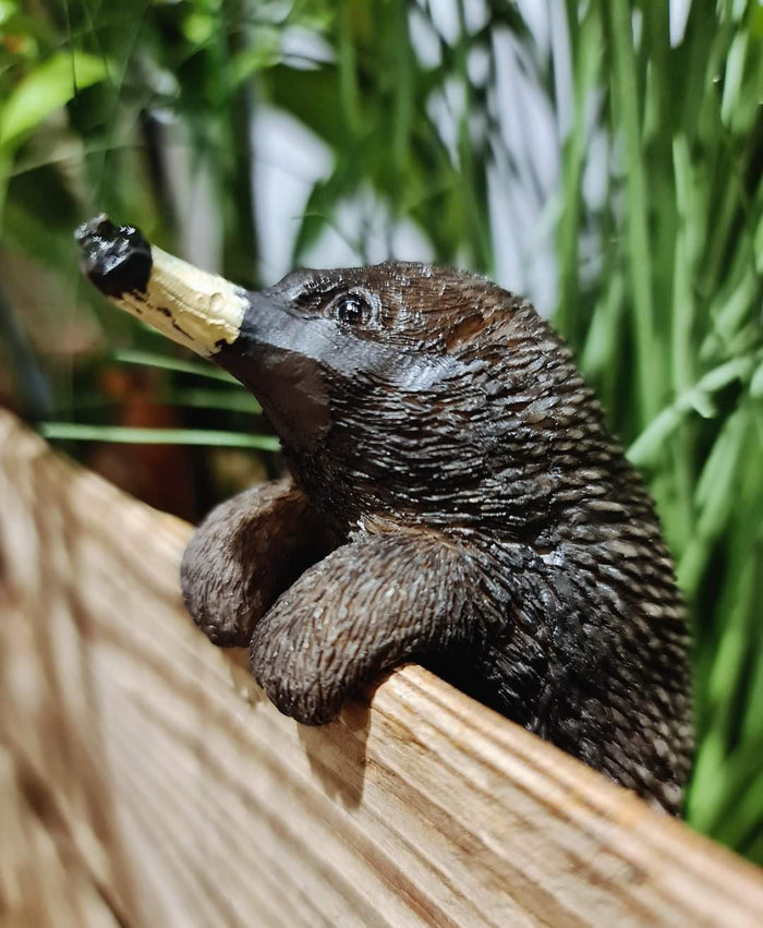 AUSSIE ANIMAL POT SITTER - ECHIDNA