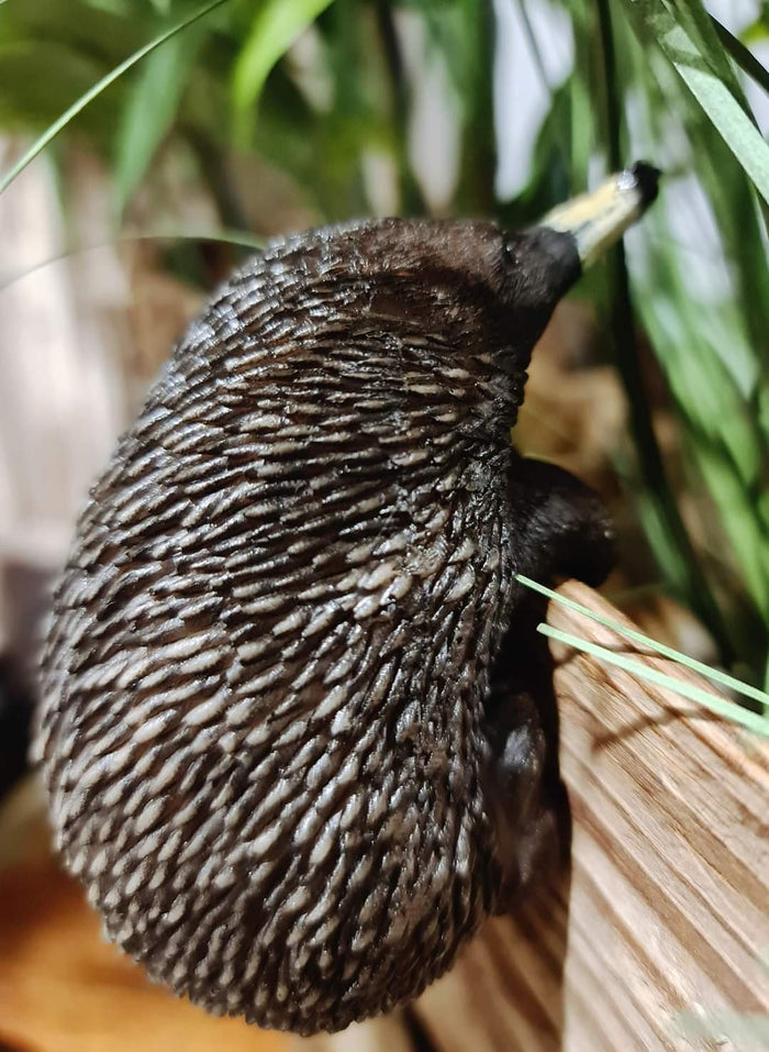 AUSSIE ANIMAL POT SITTER - ECHIDNA