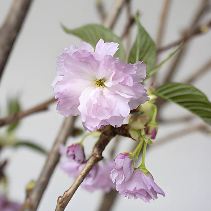 Pink Almond Flower Branches Up Close