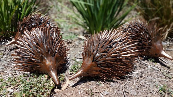 BRONZE METALIC METAL GARDEN ECHIDNA