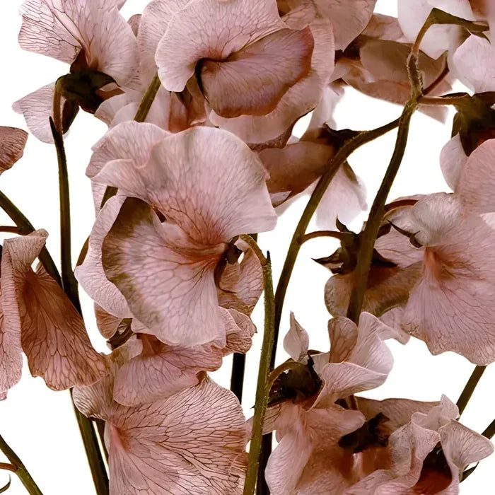 Brownie Sweet Pea Flowers Close Up - Image