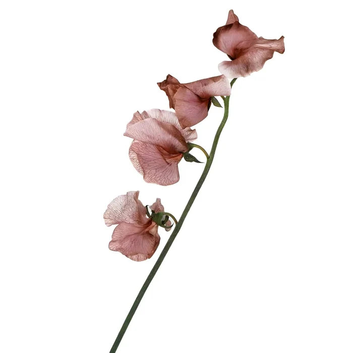 Brownie Sweet Pea Flowers Stem - Image