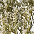 Dried German Statice