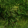 Dried Green Mood Moss