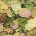 Fairytale Wedding Dried Rose Petals