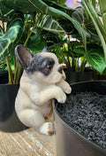 FRENCHIE DOGS RESIN POT SITTERS
