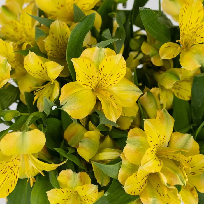 Golden Yellow Peruvian Lilies Close Up - Image