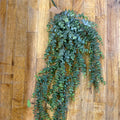 HANGING GREENERY