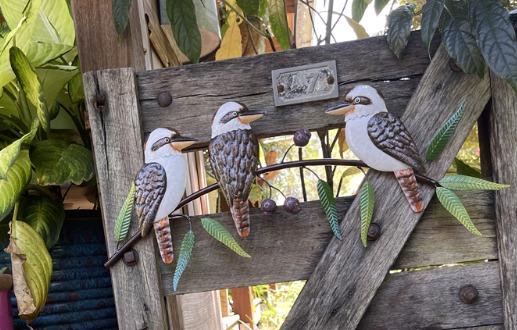 KOOKABURRA TRIO ON GUMTREE BRANCH