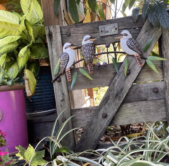 KOOKABURRA TRIO ON GUMTREE BRANCH