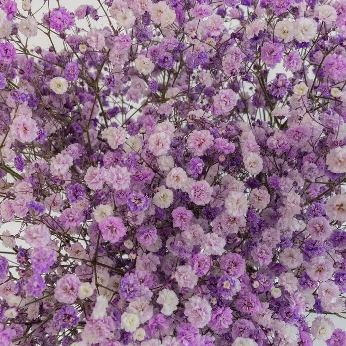 Lavender Airbrushed Baby's Breath Flower Close Up - Image