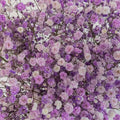 Lavender Airbrushed Baby's Breath Flower Close Up - Image