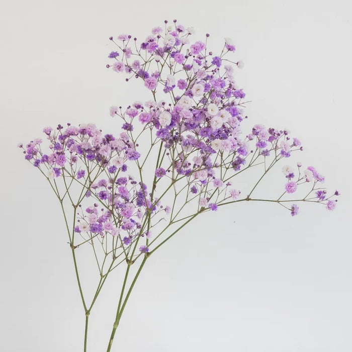 Lavender Airbrushed Baby's Breath Flower Stem - Image