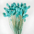 Light Blue Dried Canary Grass