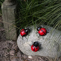 LOVELY LADY BEETLE - SMALL