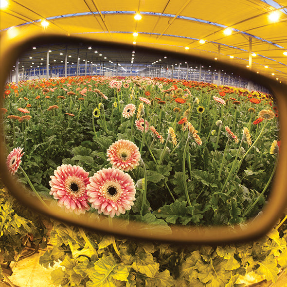 Method Seven Coup HPSx Transition Grow Glasses