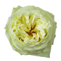 Mint White Garden Roses up close
