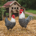 MR & MRS SILVER LACED METAL CHICKEN PAIR
