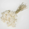 Natural Italian Straw Flower