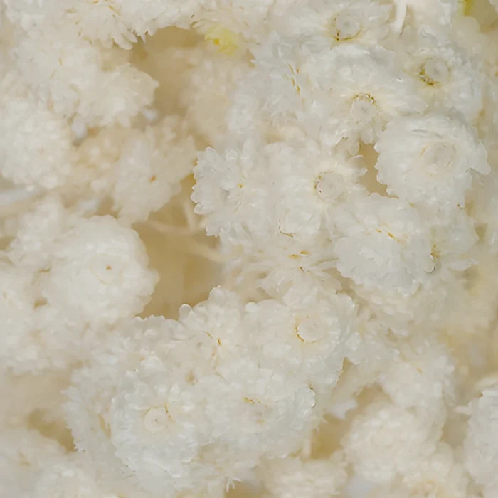 Natural Italian Straw Flower