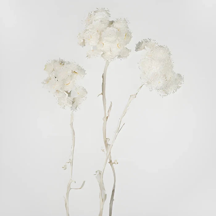 Natural Italian Straw Flower