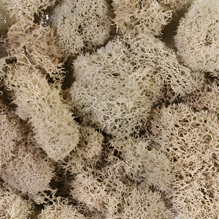 Natural Reindeer Moss