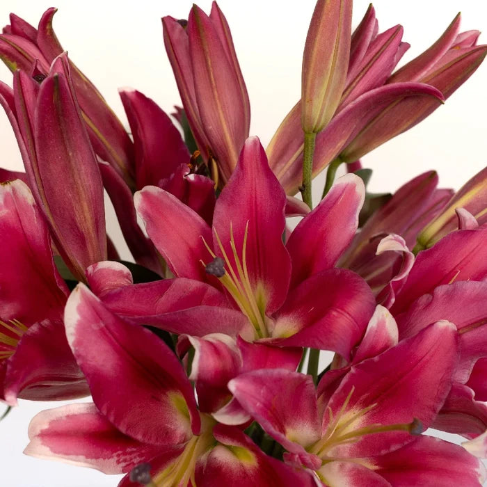 Pink Scented Oriental Lily Flower Close Up - Image