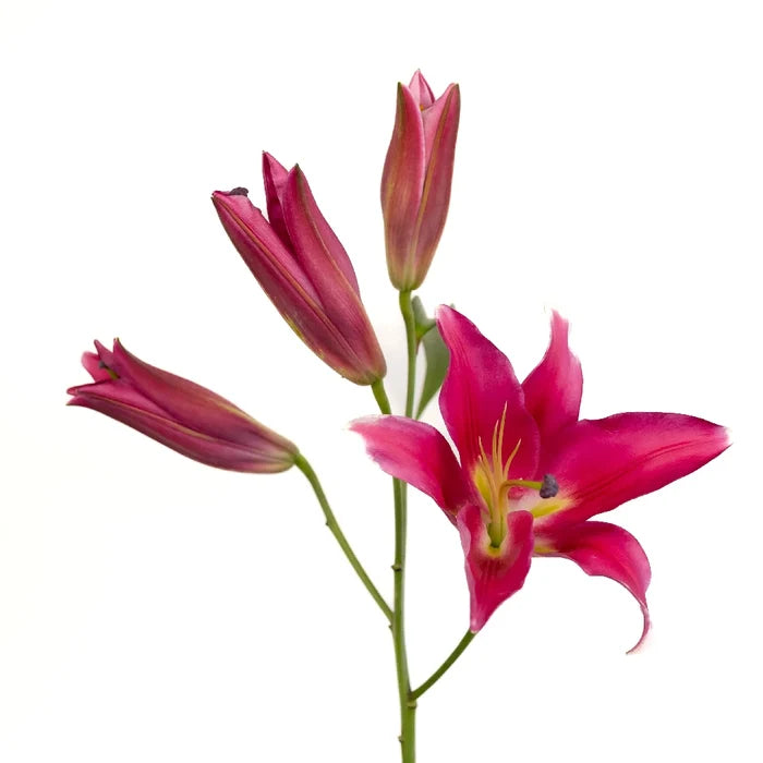 Pink Scented Oriental Lily Flower Stem - Image