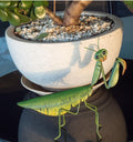PRAYING MANTIS