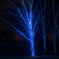 5m 50 Blue LED Connectable String Lights Black Cable Pro Series
