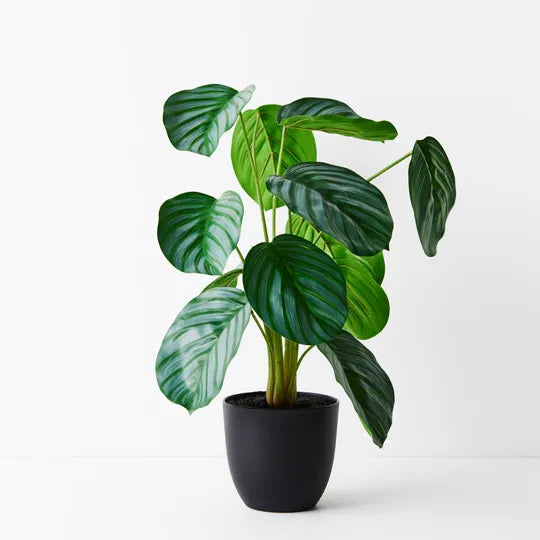 REAL TOUCH - 50CM ARTIFICIAL CALATHEA PLANT IN POT