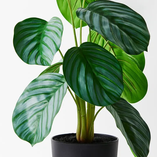 REAL TOUCH - 50CM ARTIFICIAL CALATHEA PLANT IN POT