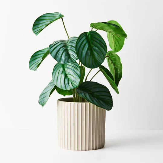 REAL TOUCH - 50CM ARTIFICIAL CALATHEA PLANT IN POT
