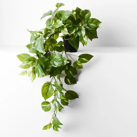 REAL TOUCH - 70CM ARTIFICIAL POTHOS HANGING BUSH PLANT IN POT - VARIGATED