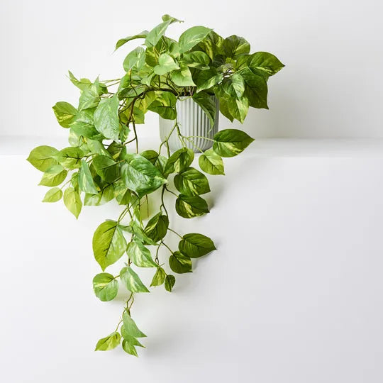 REAL TOUCH - 70CM ARTIFICIAL POTHOS HANGING BUSH PLANT IN POT - VARIGATED
