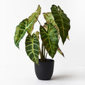 REAL TOUCH - ALOCASIA ARTIFICIAL PLANT IN POT - DARK GREEN