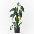 REAL TOUCH - ALOCASIA VINE ARTIFICIAL PLANT IN POT