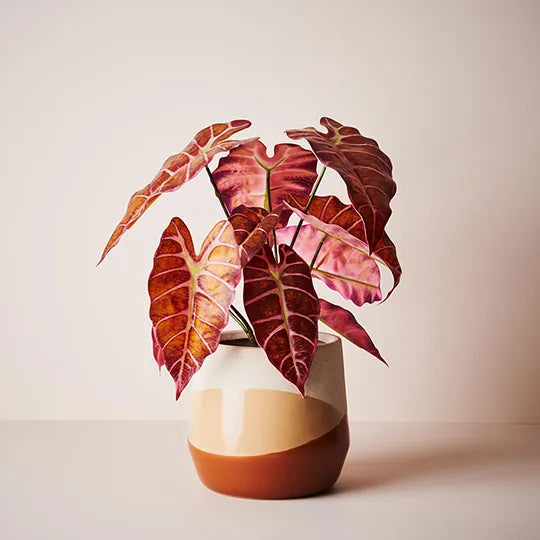 REAL TOUCH - ARTIFICIAL ALOCASIA PLANT IN POT 43CM - BURGUNDY