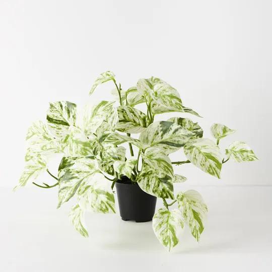 REAL TOUCH - ARTIFICIAL POTHOS MARBLE QUEEN BUSH PLANT IN POT - WHITE & GREEN