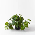 REAL TOUCH - ARTIFICIAL POTHOS VARIGATED PLANT IN POT 19CM