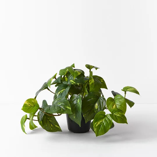 REAL TOUCH - ARTIFICIAL POTHOS VARIGATED PLANT IN POT 19CM