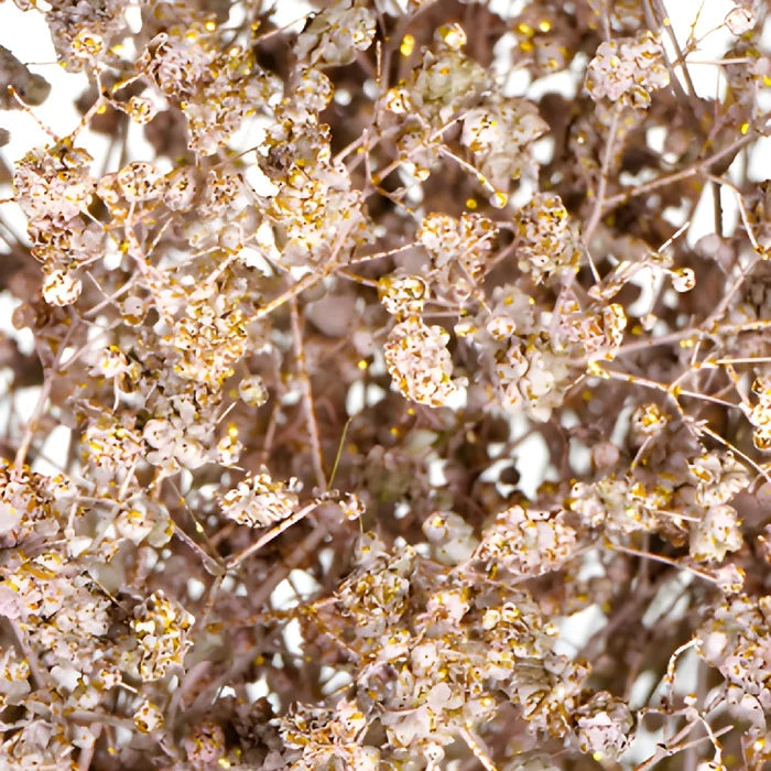 Rose Gold Tinted Baby's Breath Flower
