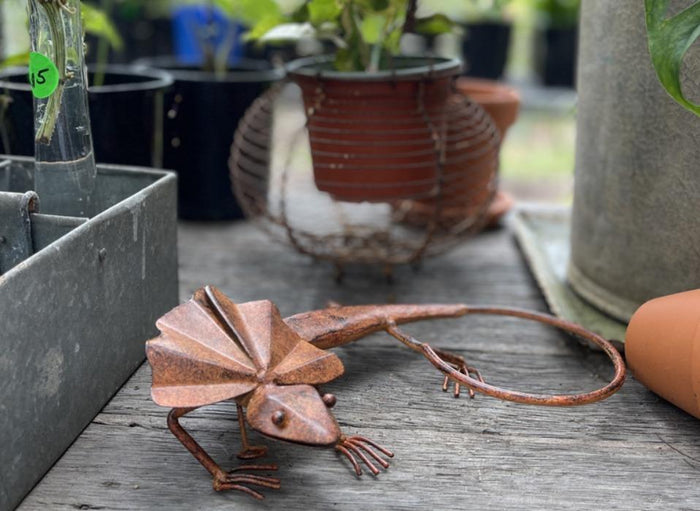 RUSTIC FRILLED NECK LIZARD