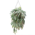 TRAILING SEEDED EUCALYPTUS VINE 89CM IN HANGING BASKET