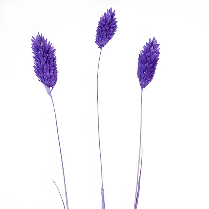 Violet Dried Canary Grass